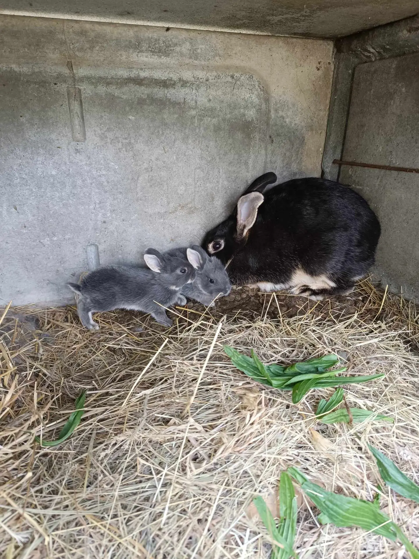 garde d&#39;animaux à domicile lapin, poule, NAC