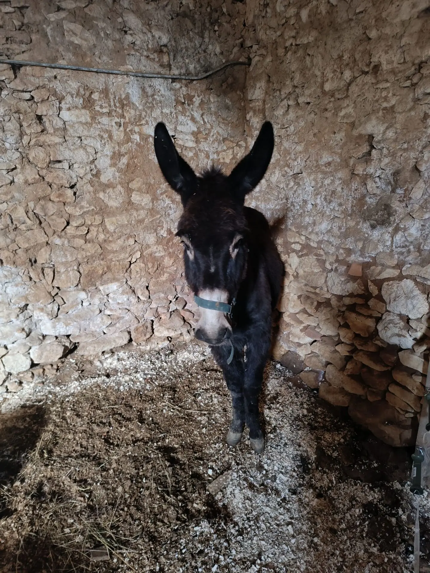 garde à domicile animaux de la ferme